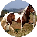 Maria Jose Perez Amaro profile picture